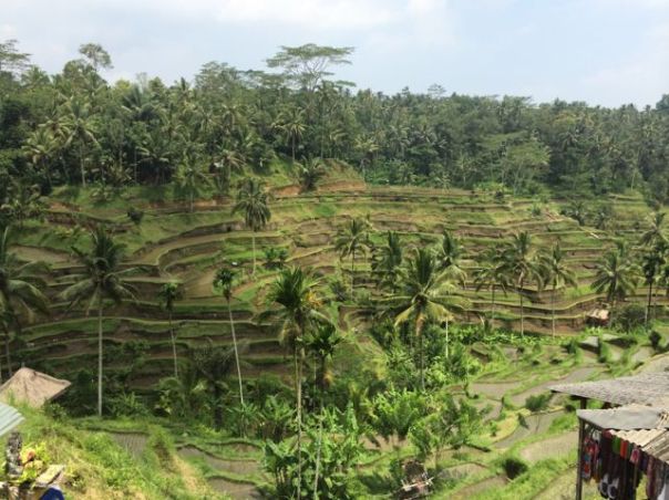 Tagalalang Rice Paddies, Ubud