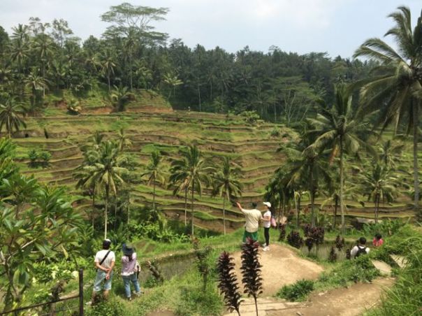 Tagalalang Rice Paddies, Ubud.