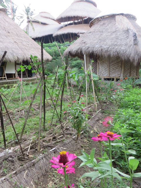 Garden, growing lunch...