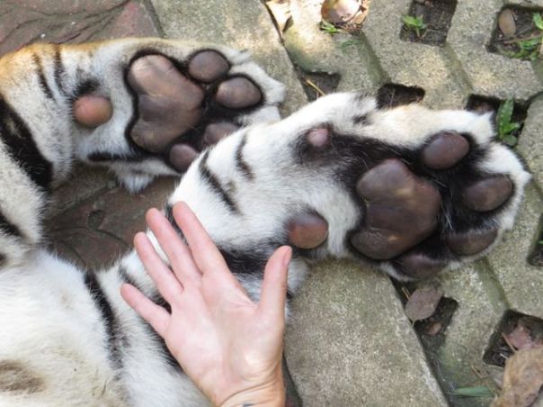 What big PAWS you have!!