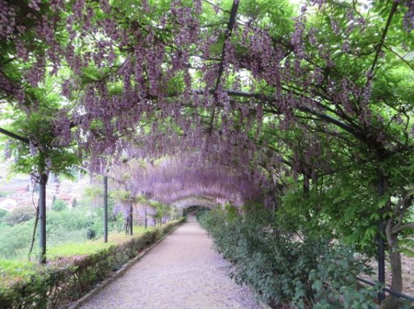 And then there's the wisteria trellis...